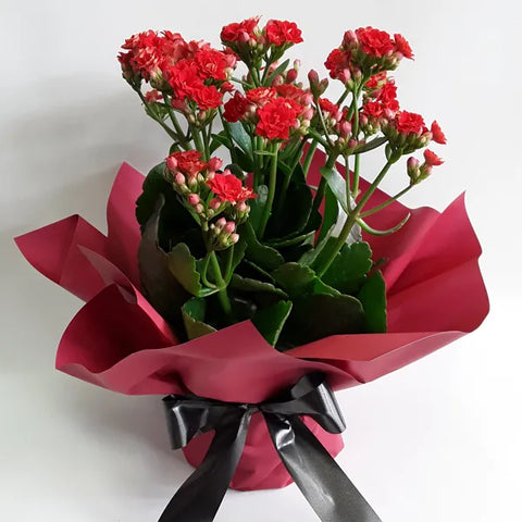 Kalanchoe Plant Bunches & Bows Florist Shop 9 Albion Place Dunedin 9016 New Zealand